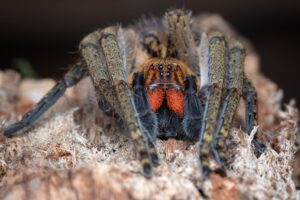 Piloctenus haematostoma (Guinean Wandering Spider)