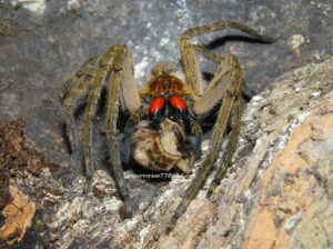Spiders for sale - Guinean Wandering Spider