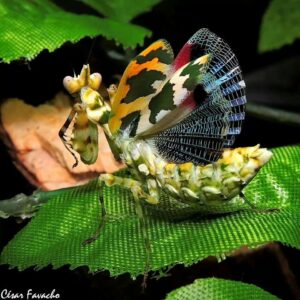 Amazonian Flower Mantis - Callibia diana
