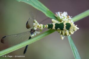 Callibia diana (Amazonian Flower Mantis)