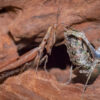 Pseudoacanthops lovipez (Peruvian Thistle Mantis)
