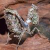 Pseudoacanthops lovipez (Peruvian Thistle Mantis)