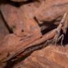 Pseudoacanthops lovipez (Peruvian Thistle Mantis)