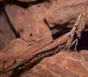 Pseudoacanthops lovipez (Peruvian Thistle Mantis)