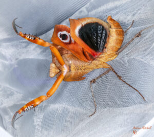 Giant Dead Leaf Mantis - deroplatys desiccata Praying Mantis for Sale