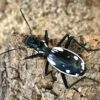 Anthia sexguttata (Egyptian Predator Beetle)