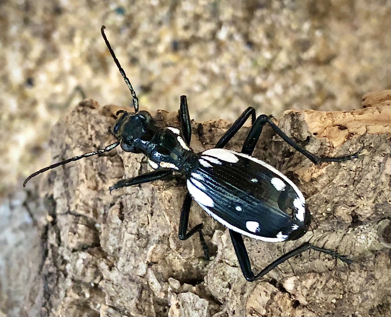 Anthia sexguttata (Egyptian Predator Beetle)