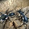 Anthia sexguttata (Egyptian Predator Beetle)