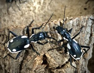 Anthia sexguttata (Egyptian Predator Beetle)