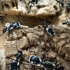 Anthia sexguttata (Egyptian Predator Beetle)