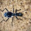 Anthia sexguttata (Egyptian Predator Beetle)