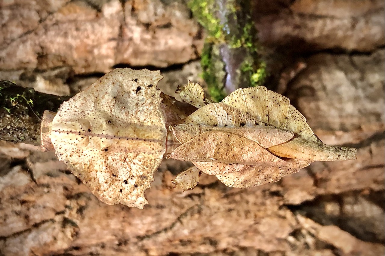 Brancsikia aeroplana (Madagascan Dead Leaf)