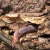 Brancsikia aeroplana (Madagascan Dead Leaf)