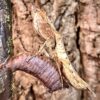 Brancsikia aeroplana (Madagascan Dead Leaf)