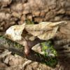 Brancsikia freyi (Madagascan Dead Leaf)