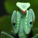 Sphodromantis aurea (Congo Green Mantis)