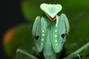 Sphodromantis aurea (Congo Green Mantis)