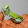 Sphodromantis aurea (Congo Green Mantis)