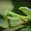 Sphodromantis aurea (Congo Green Mantis)