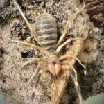 Galeodes araneoides (Camel Spider) Spiders for sale