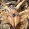 Galeodes araneoides (Camel Spider)