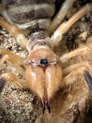 Galeodes araneoides (Camel Spider)