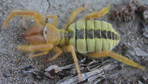 Paragaleodes sp
