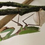 Hierodula sp "Papua" (Giant Asian Mantis)