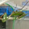Hierodula sp "Papua" (Giant Asian Mantis)