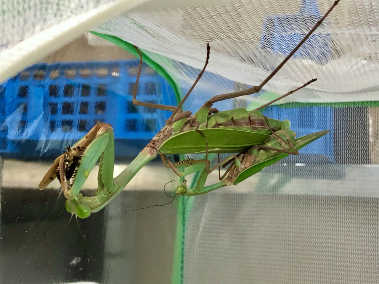 Hierodula sp "Papua" (Giant Asian Mantis)