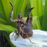 Giant Vietnamese Ghost Mantis Parablepharis kuhlii Praying Mantis for Sale