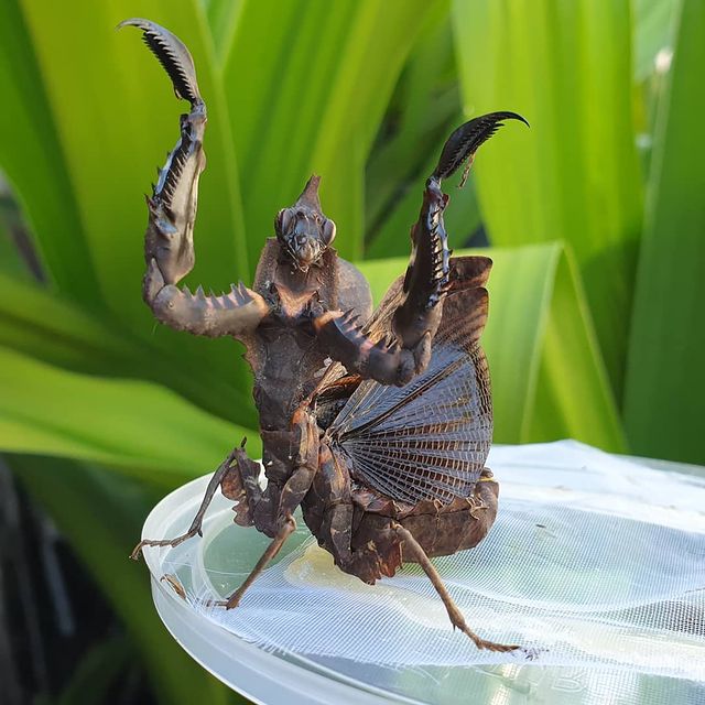 Parablepharis kuhlii (Giant Vietnamese Ghost Mantis)