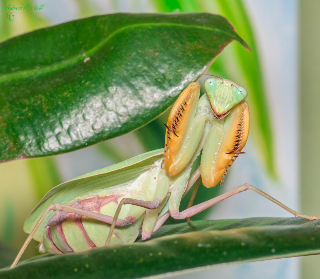 Sphodromantis lineola (African Lined Mantis)