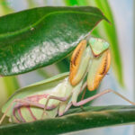 Sphodromantis lineola (African Lined Mantis)