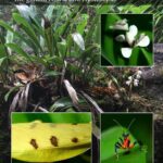 Orchid Mantises - The genera Helvia and Hymenopus