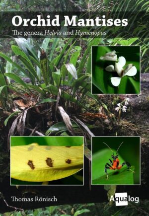 Orchid Mantises - The genera Helvia and Hymenopus. Praying Mantis Care