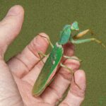 Rhombodera latipronotum (Asian Shield Mantis)