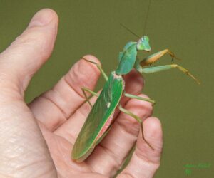 Rhombodera latipronotum (Asian Shield Mantis)