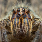 Tiger Bromeliad Spider - Cupiennius salei