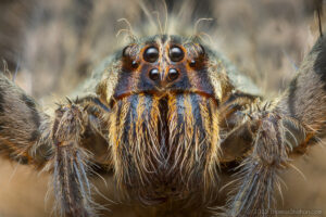 Tiger Bromeliad Spider - Cupiennius salei