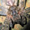 Fishing Spider - Dolomedes okefinokensis