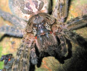 Fishing Spider - Dolomedes okefinokensis