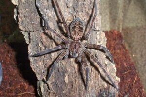 Dolomedes okefinokensis