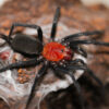 Harmonicon oyapoquae