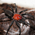 Devil Curtain Web Spider - Harmonicon oyapoquae