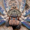Lightening Huntsman - Heteropoda lunula