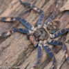Heteropoda lunula