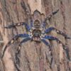 Heteropoda lunula