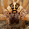 Radiated Wolf Spider - Hogna radiata