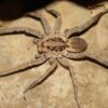 Hogna radiata